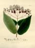 Erisma calcaratum