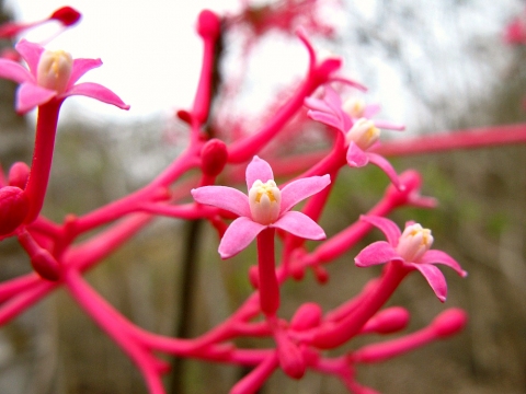 Vasconcellea parviflora