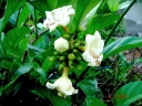 Fagraea racemosa