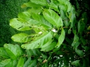 Lagerstroemia floribunda