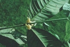 Tabernaemontana macrocalyx