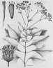 Adenostemma platyphyllum