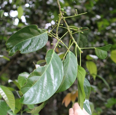 Elaeocarpus petiolatus