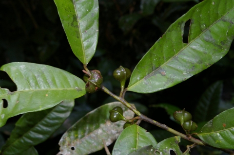 Iryanthera tessmannii