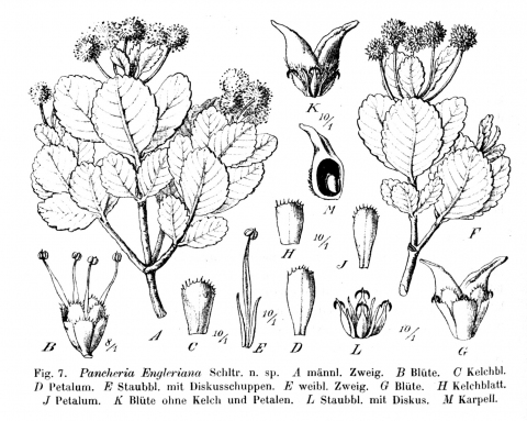 Pancheria engleriana