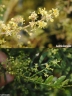Schinus lentiscifolia
