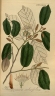 Pterospermum suberifolium