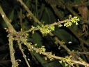 Pouteria glomerata