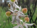 Krameria argentea
