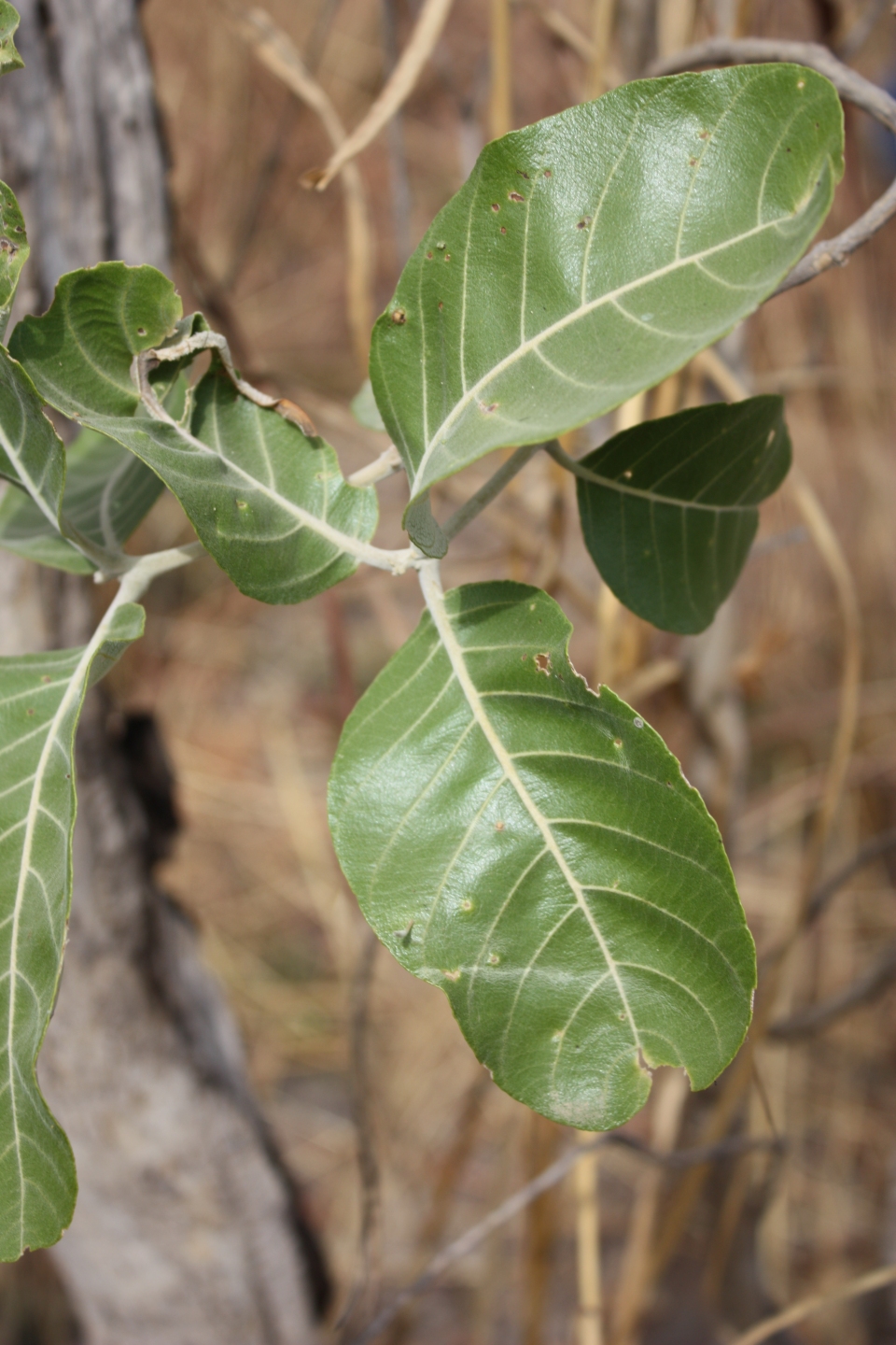 Combretum glutinosum