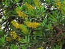 Vochysia thyrsoidea