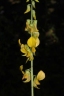 Crotalaria pallida