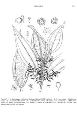 Sarcochlamys pulcherrima