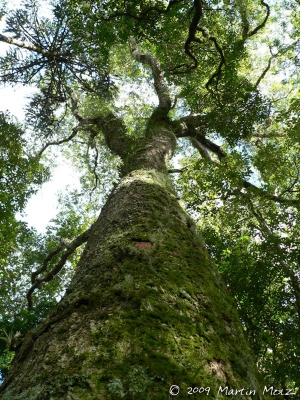 Ocotea pulchella