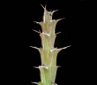 Euphorbia uhligiana
