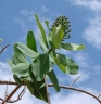 Schwartzia adamantium