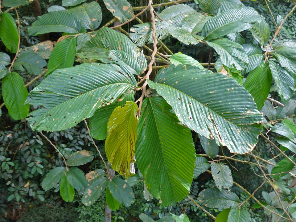 Parashorea macrophylla