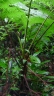 Cyathea microdonta