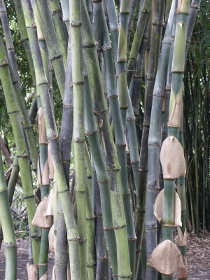 Bambusa beecheyana