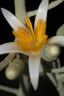 Styrax argenteus