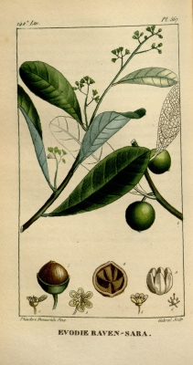 Ravensara aromatica