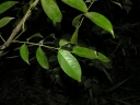 Pterocarpus officinalis