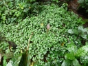 Peperomia molleri