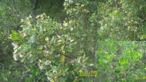 Baccharis tridentata