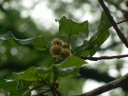 Haldina cordifolia