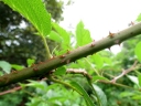 Rubus fraxinifolius