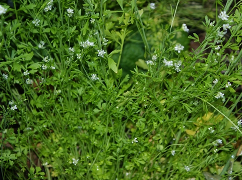 Garden Cress - Sprouting Seeds, Lepidium sativum