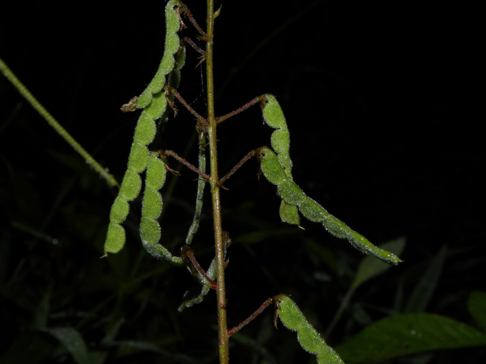 Desmodium incanum