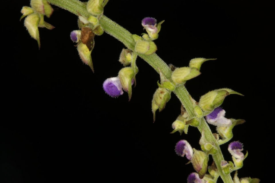 Plectranthus monostachyus