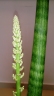 Sansevieria cylindrica