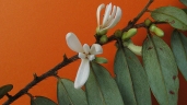 Xylopia frutescens