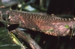 Plectocomia pierreana