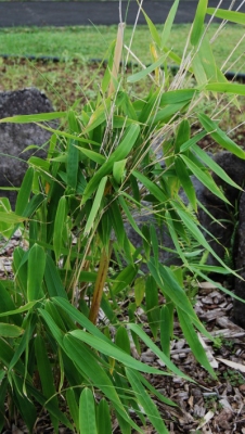 Schizostachyum glaucifolium