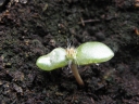 Opuntia ficus-indica