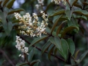 Miconia rubiginosa