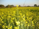 Brassica rapa trilocularis