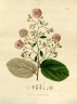 Luehea paniculata