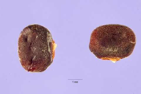 Sphenostylis stenocarpa