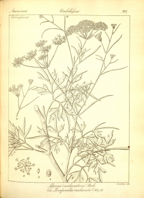 Trachyspermum roxburghianum