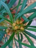 Euphorbia didiereoides