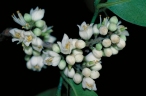 Glycosmis trifoliata