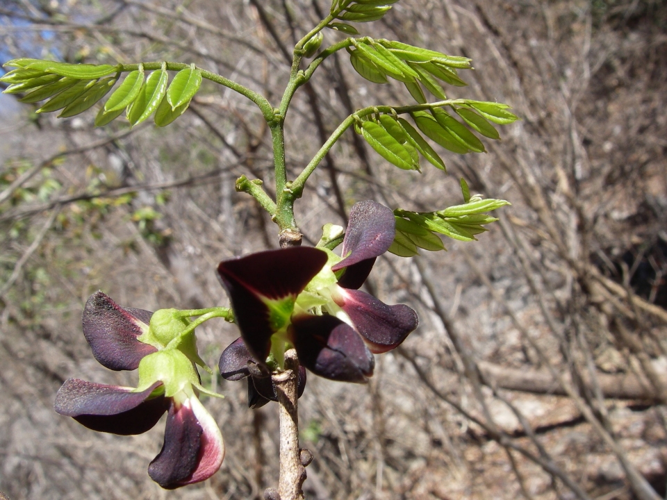 Millettia aurea