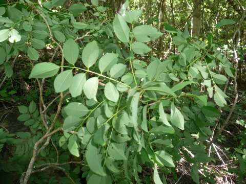 Dalbergia suaresensis