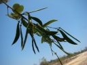 Baphia capparidifolia