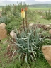 Kniphofia foliosa