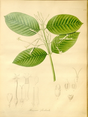 Lacmellea floribunda